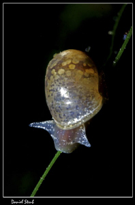 Snail :-D by Daniel Strub 
